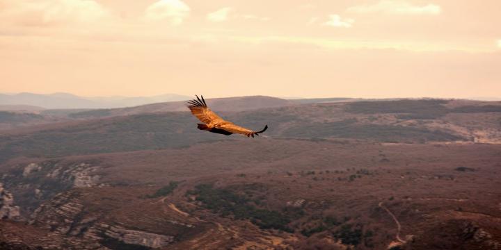 Vultures in the Verdon Gorge: Best Spots & Wildlife Guide