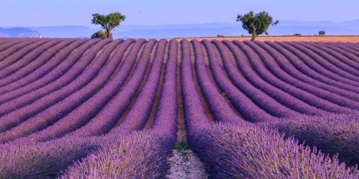 Where to Find Lavender Fields in the Verdon? Valensole Guide